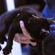 Image for article titled Should The Claws Really Come Out Over Pierced Kittens?